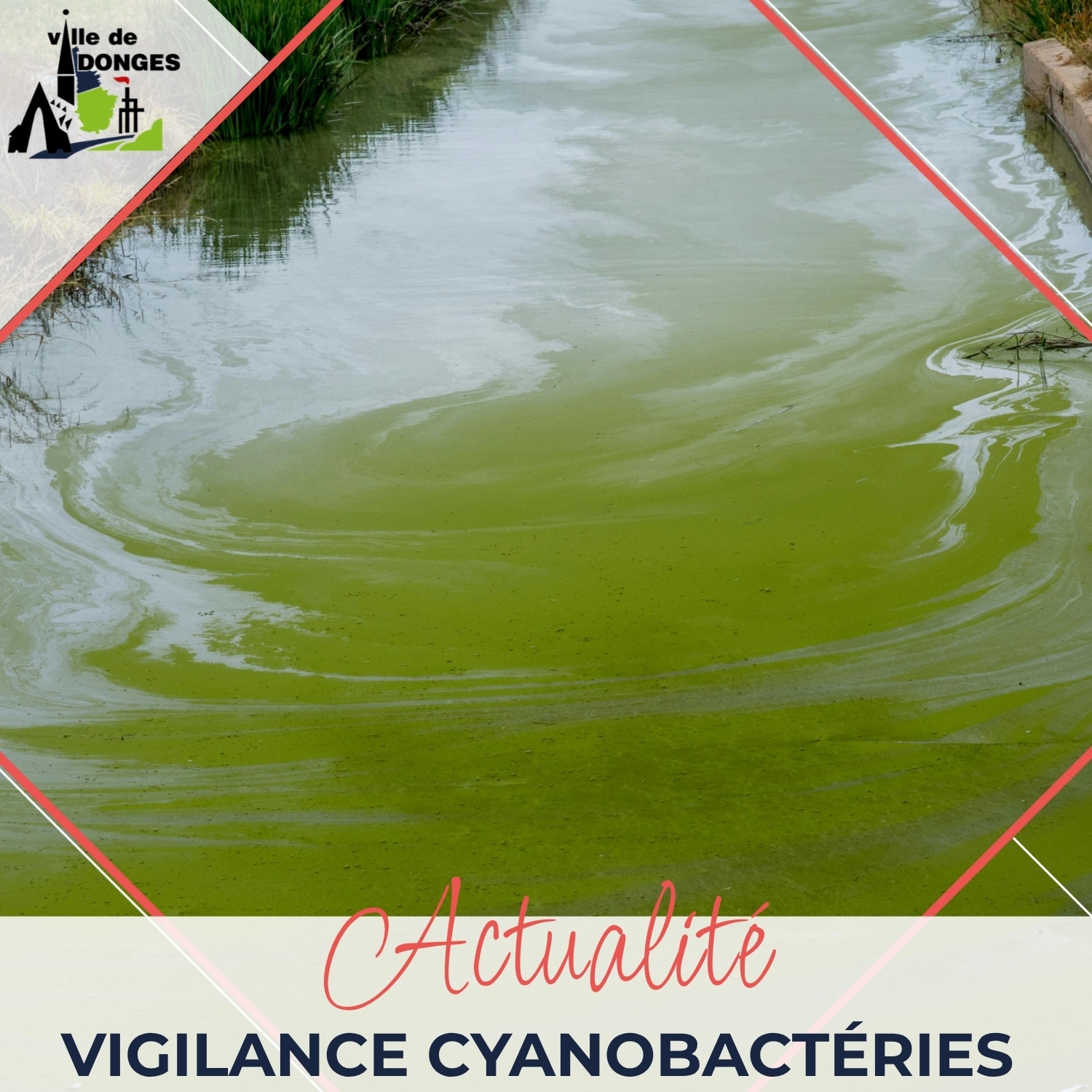 Vigilance cyanobacteries